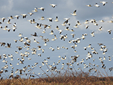 A flock of snow geese that has been restored to over 1,000 birds (November 2020, Ogata Village, Akita Prefecture)