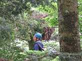 Mountain hawk eagle nest on a cedar tree