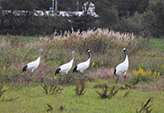 The family of the first male (front) to be marked and raise chicks at the full age of three in central Hokkaido