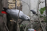 A gray parrot bred in captivity