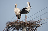 Japanese white storks breeding in Shiroishi, Saga Prefecture