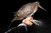 Amami woodcock fitted with GPS tracker and leg band