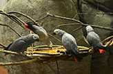 Gray parrots