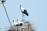 Parent stork with offspring ready to leave the nest (June 19)