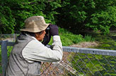 野鳥調査中