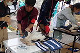 初めてコウノトリが繁殖した広島県世羅町で、地元動物園職員らとともに雛への足環装着を実施