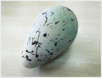 ウミガラスの卵（我孫子市鳥の博物館所蔵）