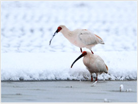 雪中で採餌する幼鳥２羽