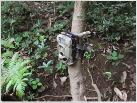 野外に設置された調査用の自動撮影カメラ（撮影/JWRC）