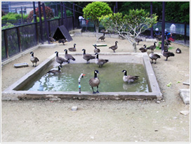 八木山動物公園のガン生態園(撮影/日本雁を保護する会)
