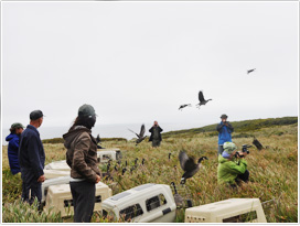 エカルマ島での放鳥(2010年9月　撮影/日本雁を保護する会)