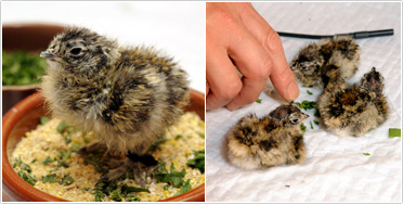 2008年に上野動物園で初めて孵化したスバールバルライチョウのヒナ