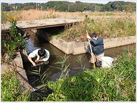 ドジョウ等水生動物調査。活動地域の農業用水路で実施している水生動物の調査風景