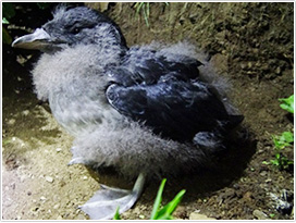 トド島のウトウ巣立ち雛