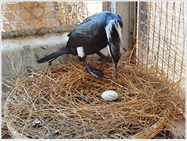 鵜小屋に産みつけられた卵と親鳥。2016年4月12日撮影（写真提供／宇治市観光協会）