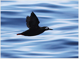 アイヌ後で「赤い足」という意味の名前を持つケイマフリ。実は極東固有の海鳥で世界的にはウミガラスよりも個体数が少ない。海上でピリィリィリィリィリィーと鳴く（撮影／中山文仁）