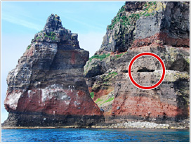 現在の繁殖地、赤岩対岸の窪み（赤丸）（提供／北海道海鳥センター）