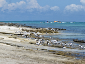 マリンレジャーの行われる海岸で休むアジサシ類