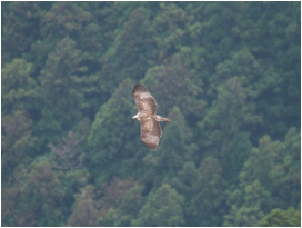 スギ林を飛翔するクマタカ
