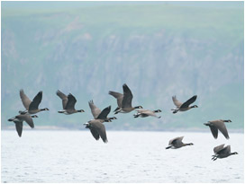 シャシコタン島（中部千島）沖から飛び立つシジュウカラガンの群れ（撮影：私市一康）