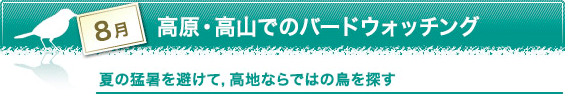 8月　高原・高山でのバードウォッチング　夏の猛暑を避けて，高地ならではの鳥を探す