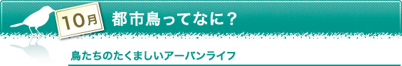 10月　都市鳥ってなに？　鳥たちのたくましいアーバンライフ