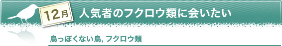 12月　人気者のフクロウ類に会いたい　鳥っぽくない鳥，フクロウ類