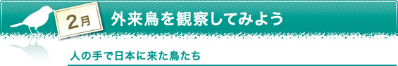2月　外来鳥を観察してみよう　人の手で日本に来た鳥たち
