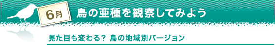 6月 鳥の亜種を観察してみよう 見た目も変わる?鳥の地域別バージョン 6月 鳥の亜種を観察してみよう 見た目も変わる?鳥の地域別バージョン