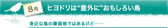8月　ヒヨドリは“意外に”おもしろい鳥　身近な鳥の筆頭格ではあるけど……
