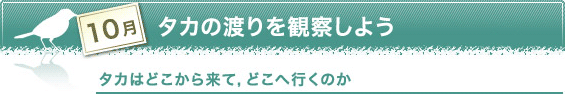 10月　タカの渡りを観察しよう　タカはどこから来て，どこへ行くのか