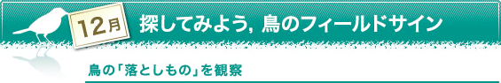 12月　探してみよう，鳥のフィールドサイン　鳥の「落としもの」を観察