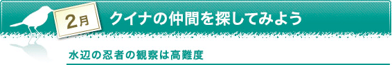 2月　クイナの仲間を探してみよう　水辺の忍者の観察は高難度